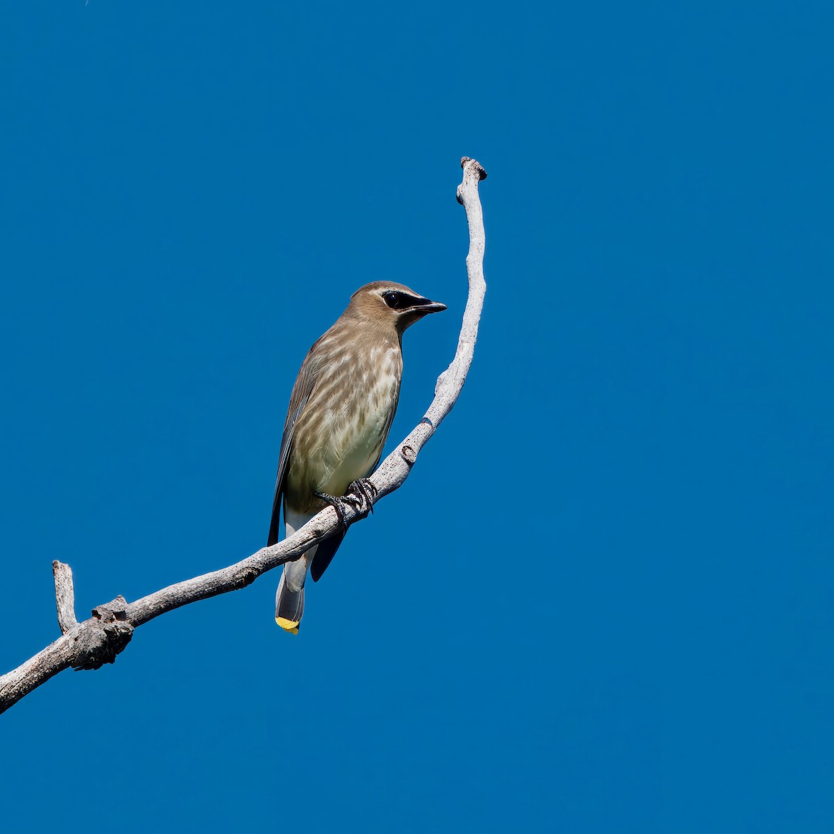 Cedar Waxwing - ML623416627