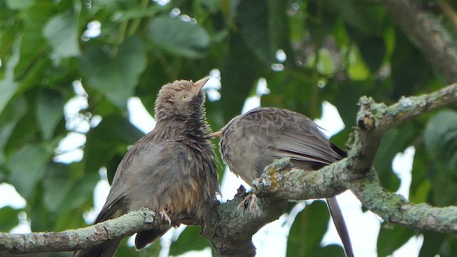 Yellow-billed Babbler - ML623416632