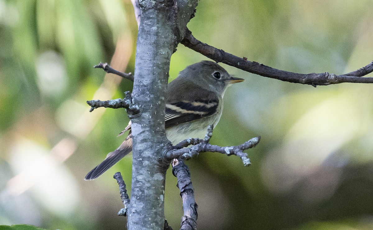 Least Flycatcher - ML623416645