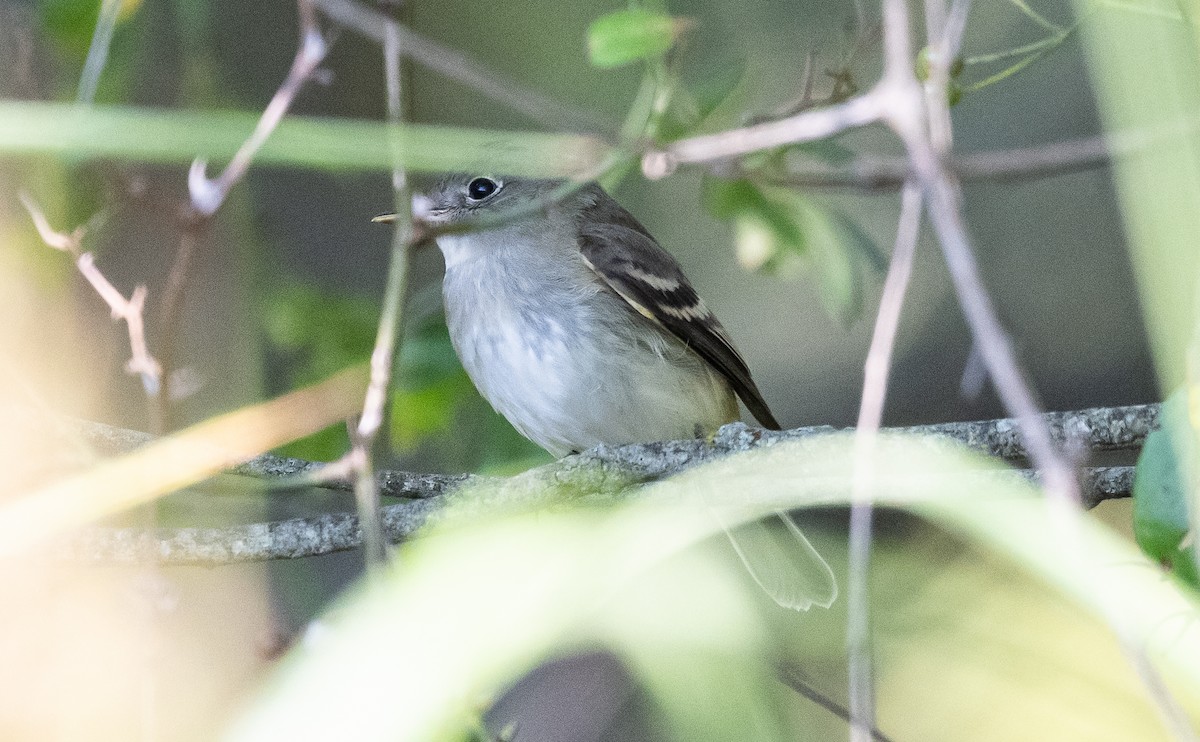 Least Flycatcher - ML623416646