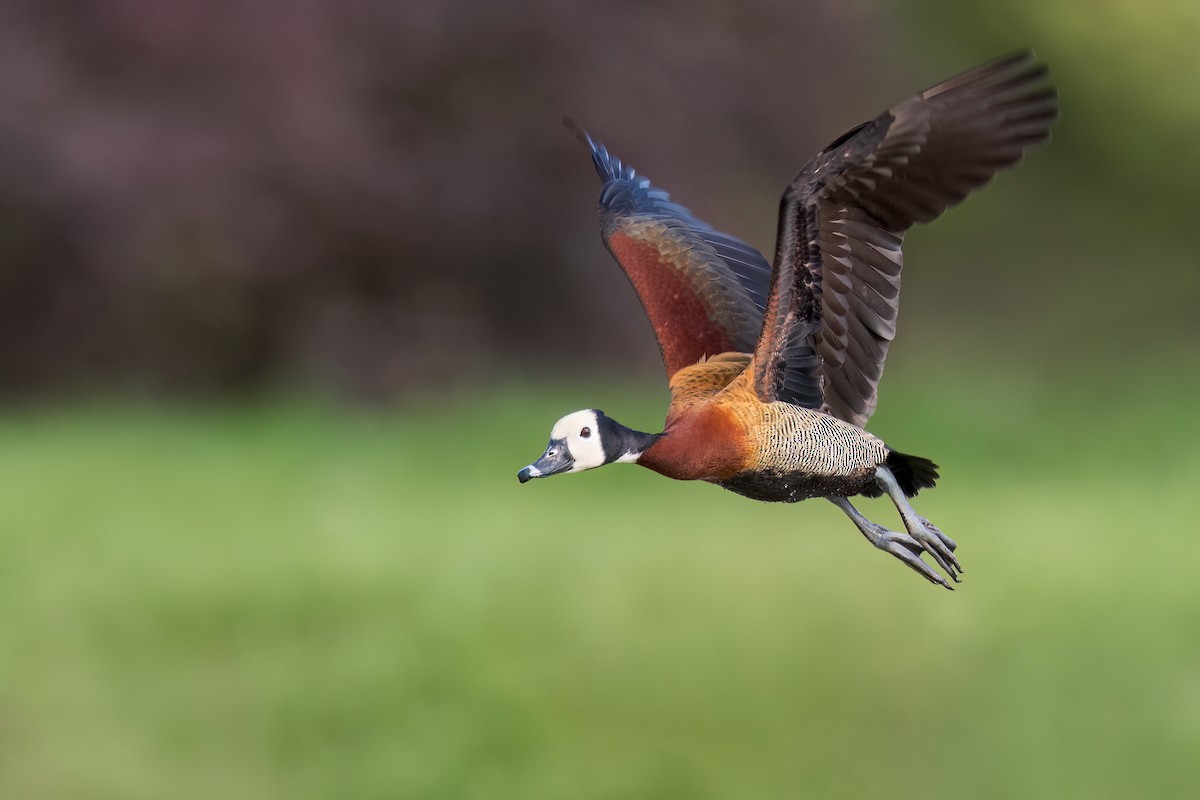 White-faced Whistling-Duck - Dubi Shapiro