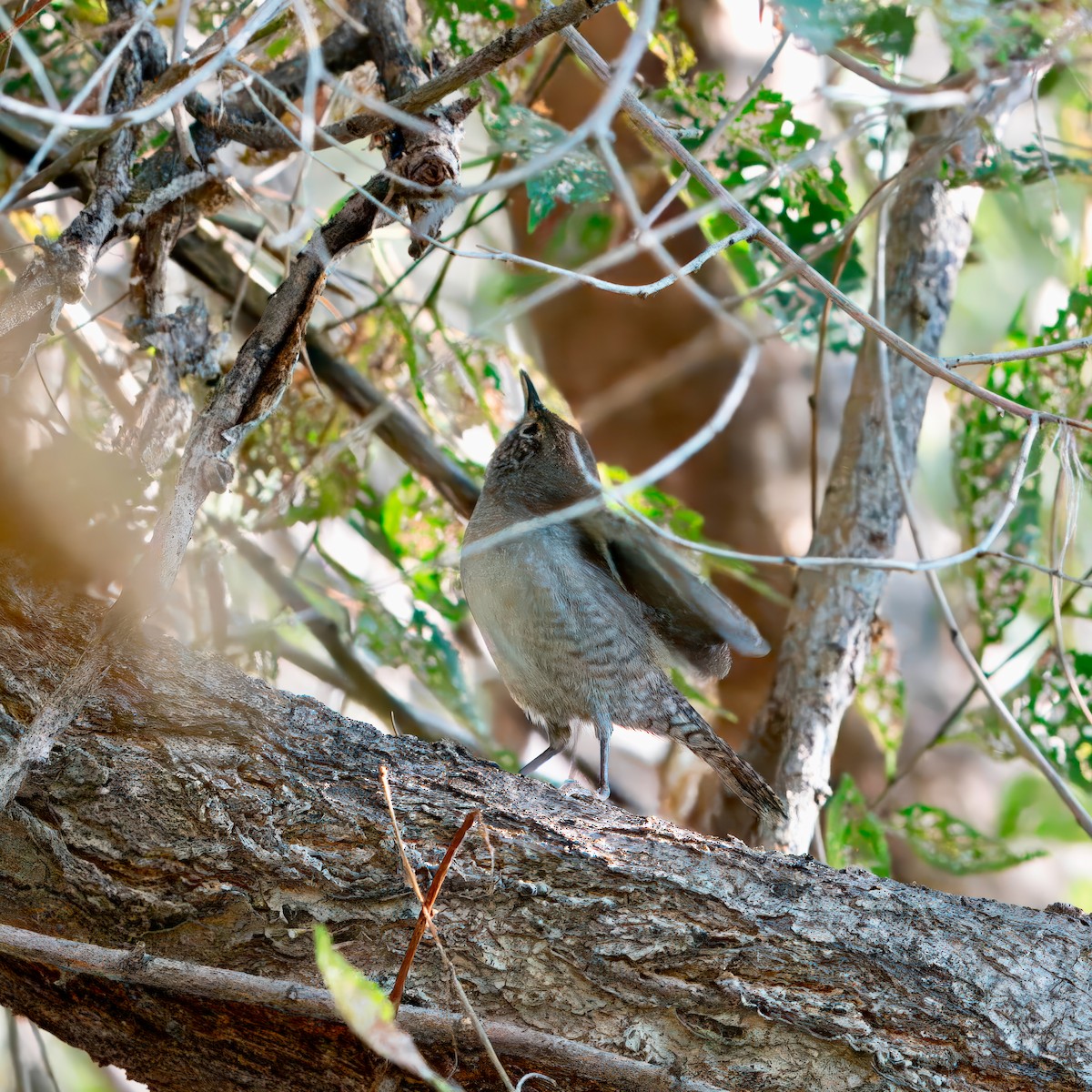 House Wren - ML623416648