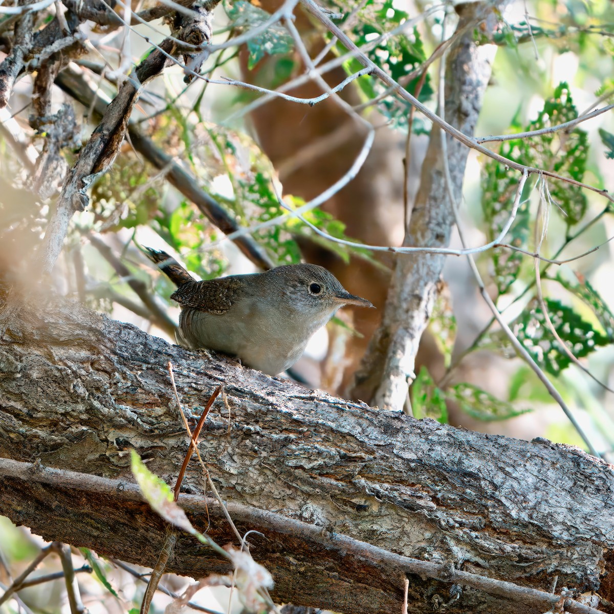 House Wren - ML623416650