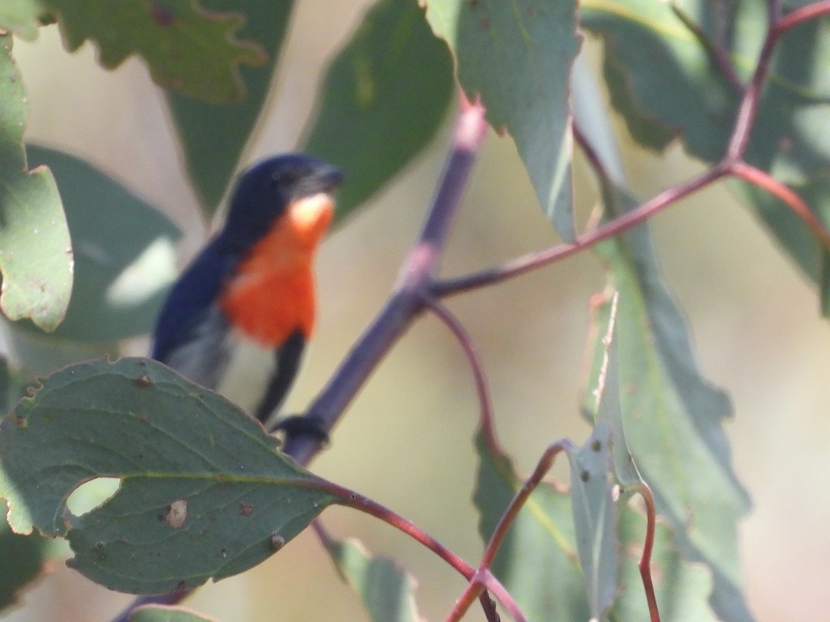 Mistletoebird - ML623416658