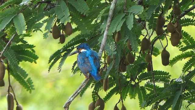 Common Kingfisher - ML623416672