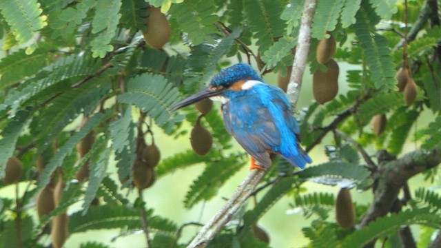 Common Kingfisher - ML623416673