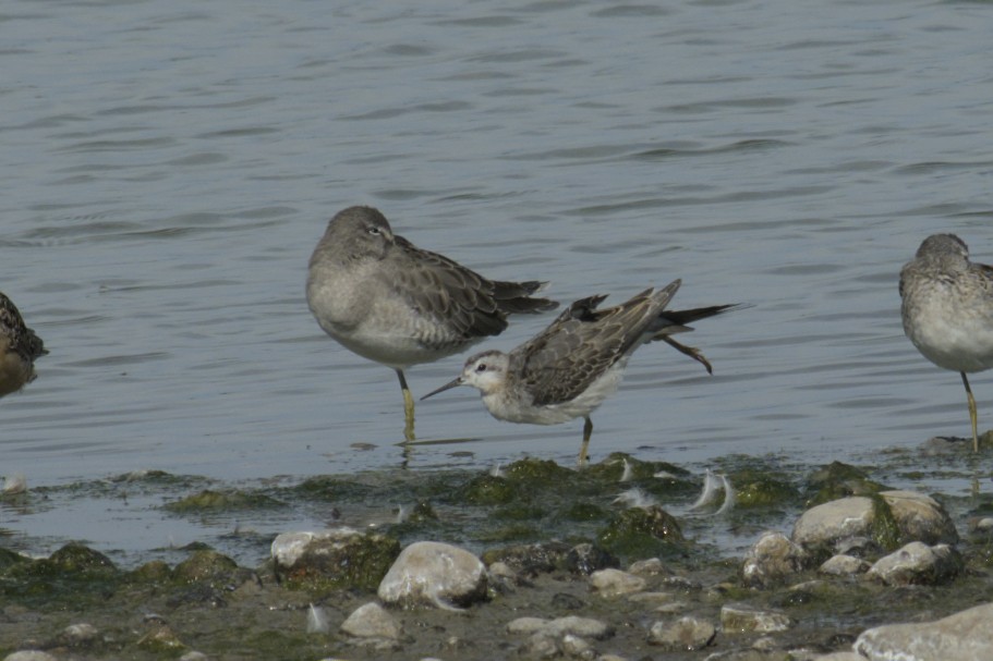 Wilson's Phalarope - ML623416698