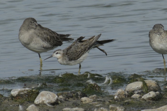 Wilson's Phalarope - ML623416699