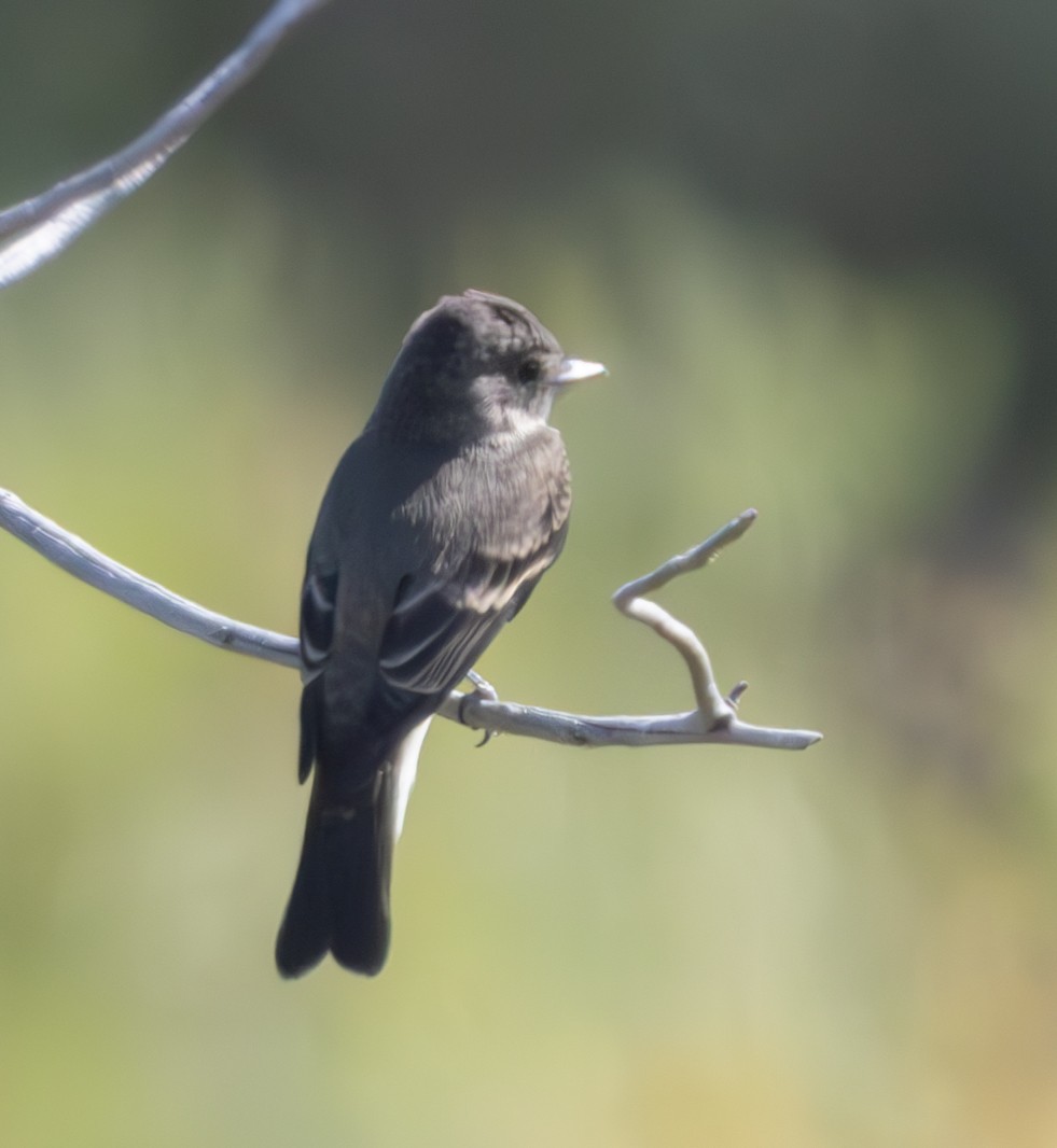 Western Wood-Pewee - ML623416705