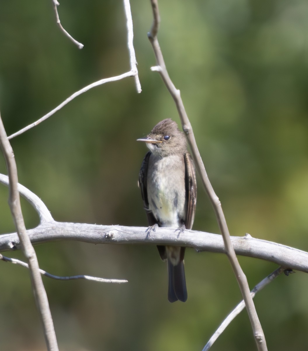 Western Wood-Pewee - ML623416706