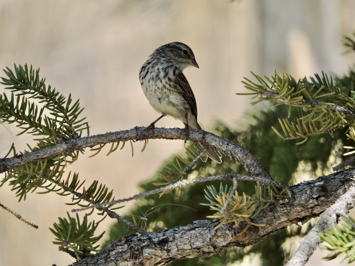 Chipping Sparrow - ML623416740