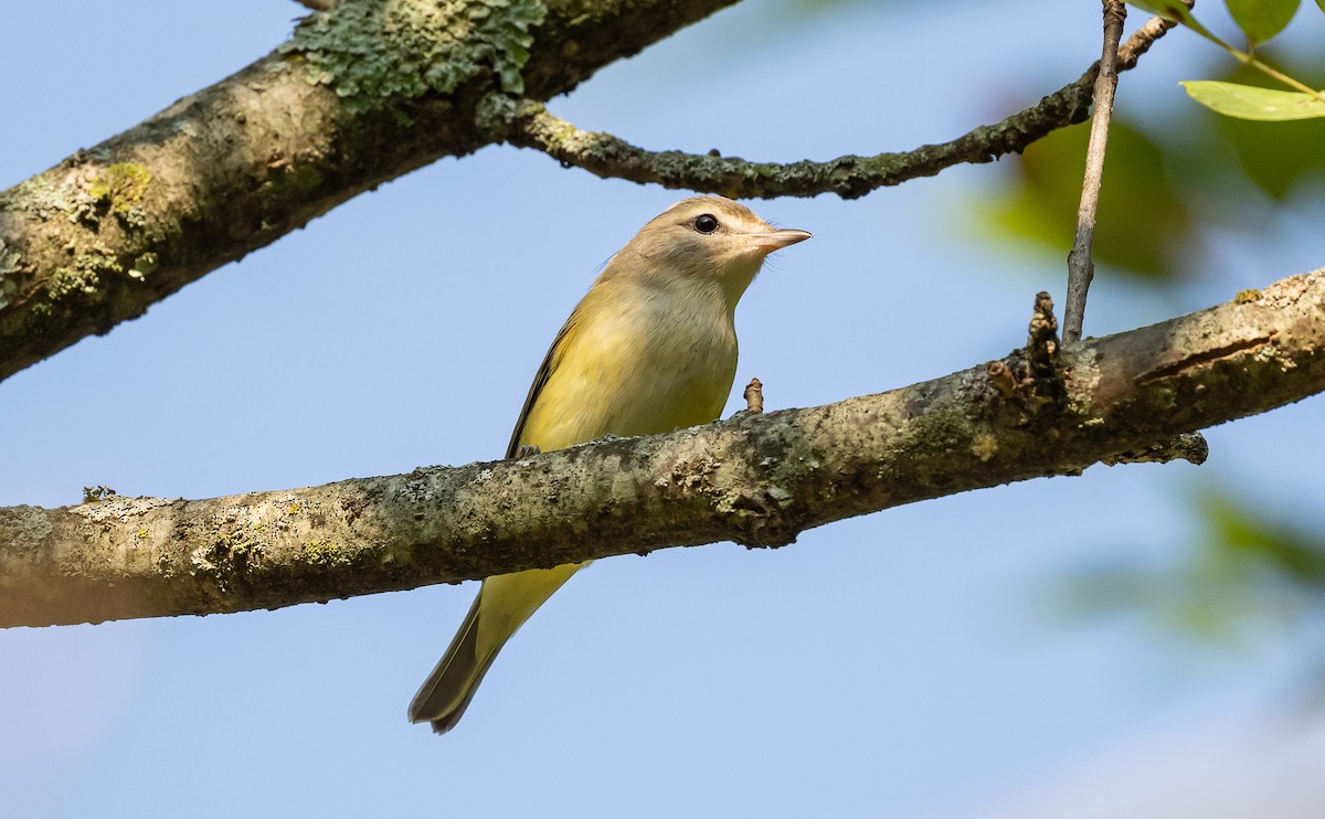 Warbling Vireo - ML623416789