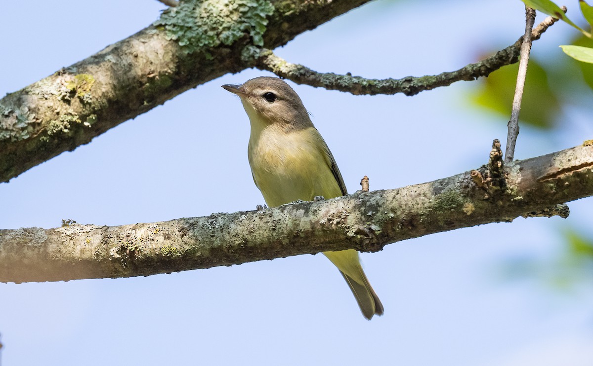 Warbling Vireo - ML623416790