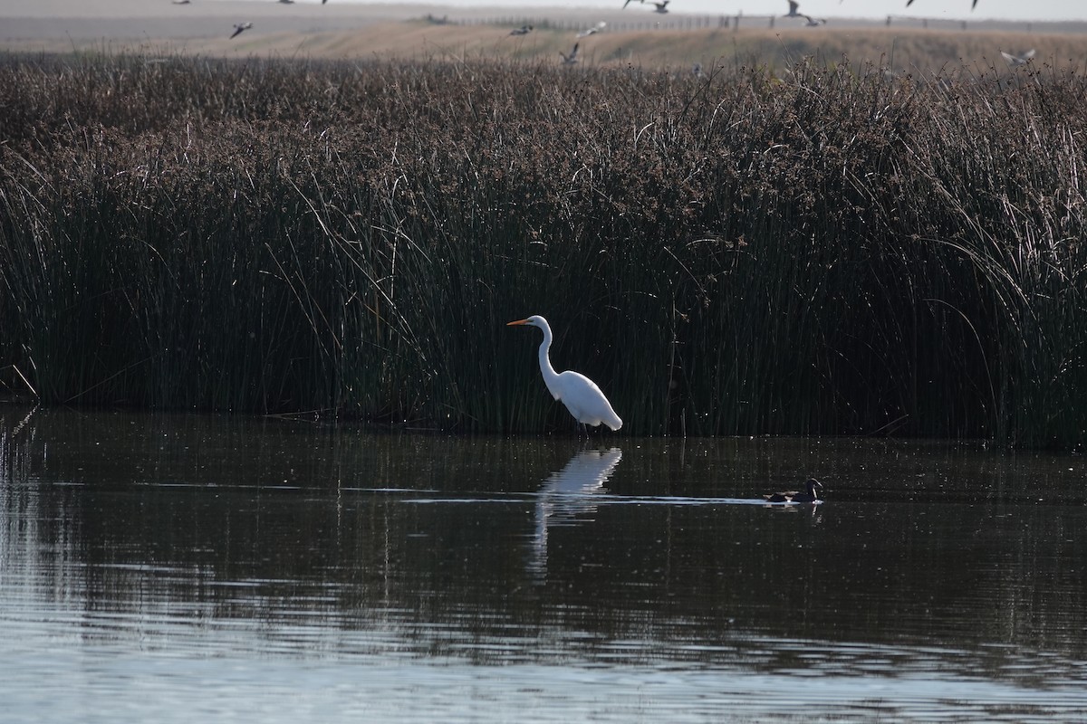 Great Egret - ML623416800