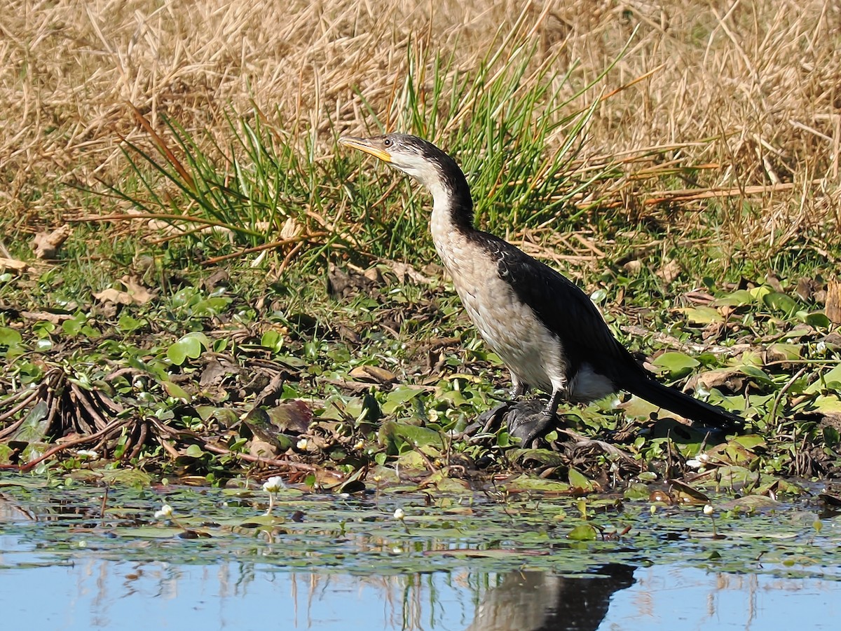 Little Pied Cormorant - ML623416801