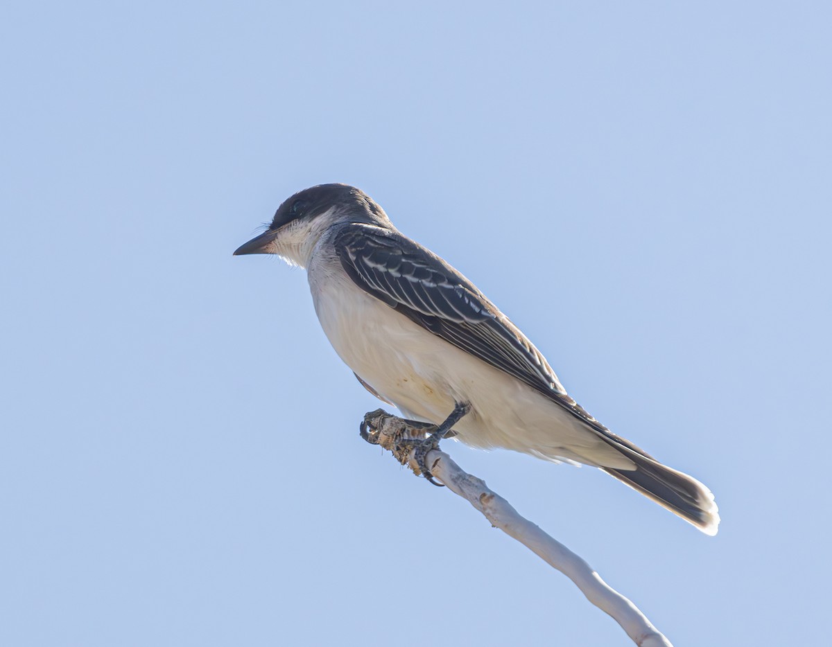 טירן מזרחי - ML623416807