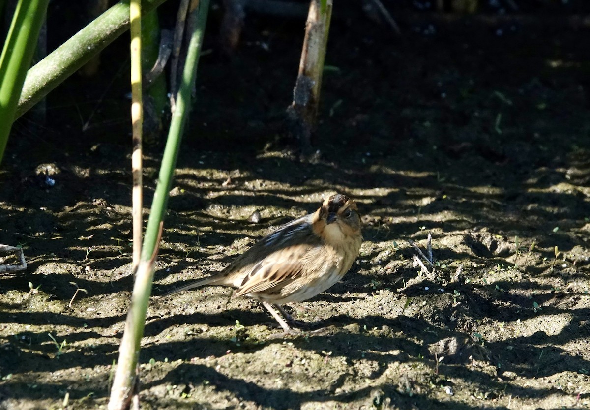 Nelson's Sparrow - Melanie  Roth