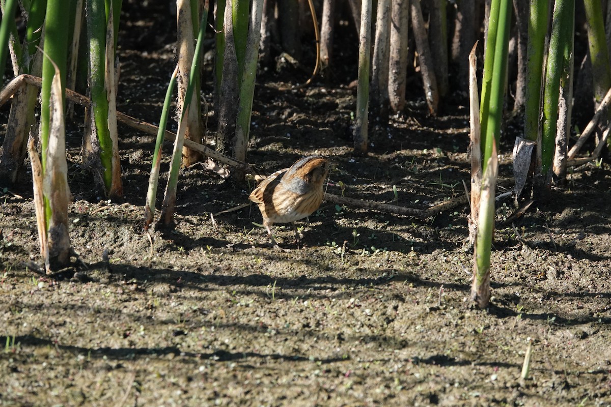 Nelson's Sparrow - ML623416828