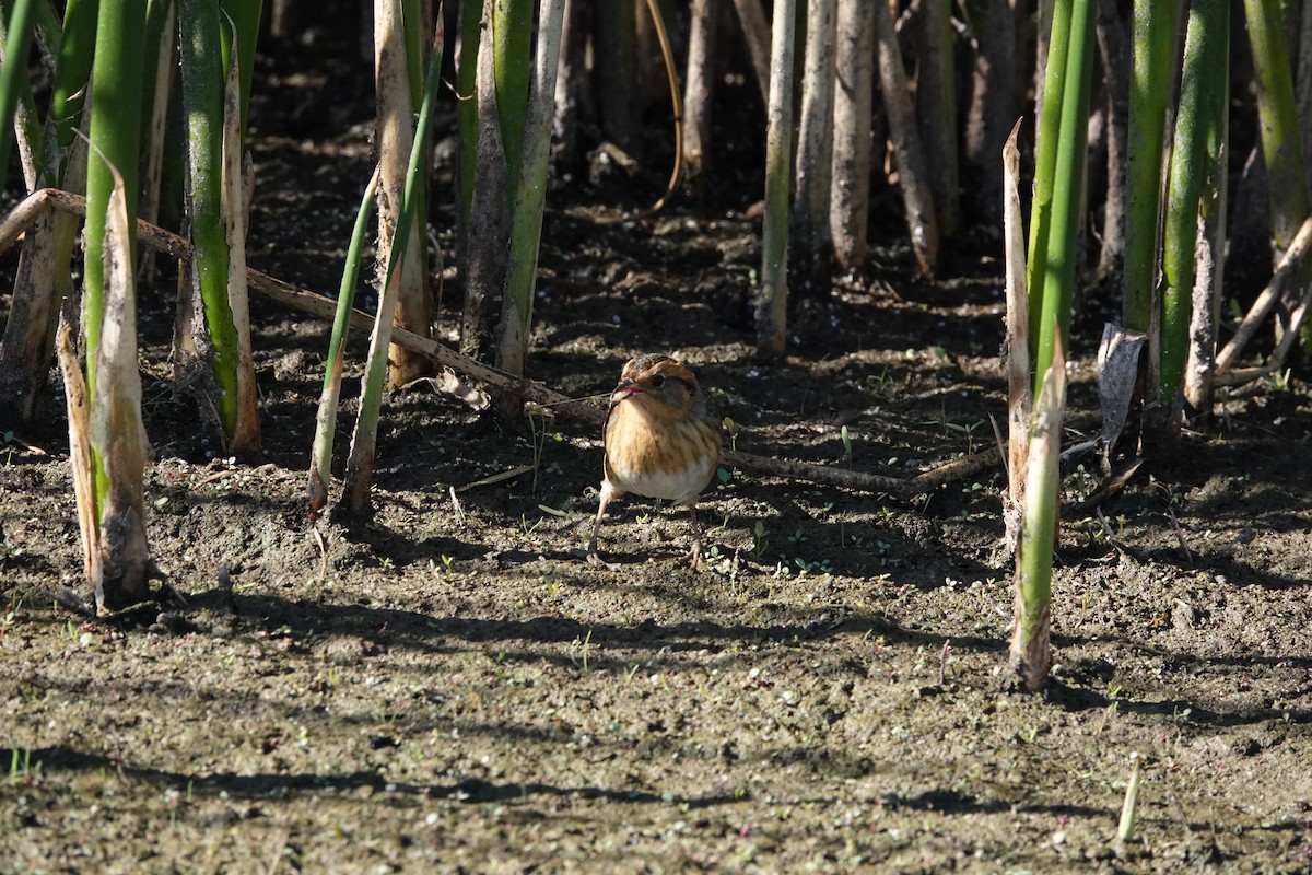 Nelson's Sparrow - ML623416829