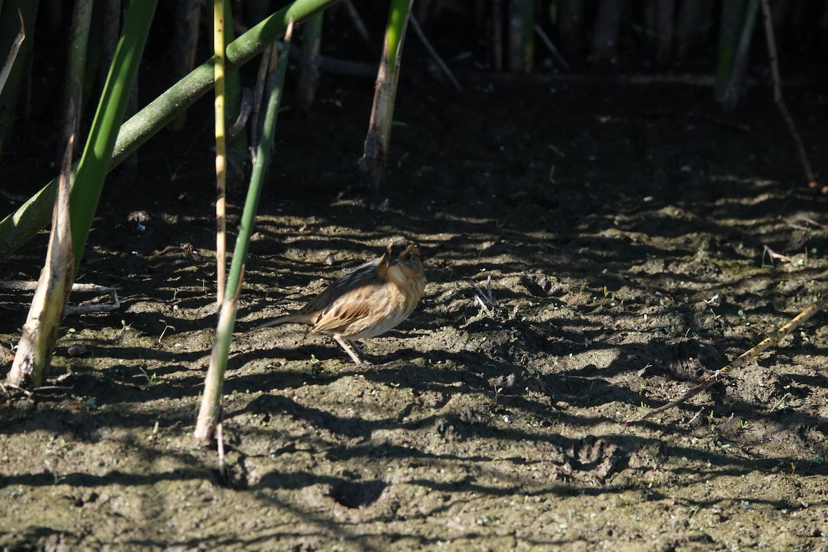 Nelson's Sparrow - ML623416830