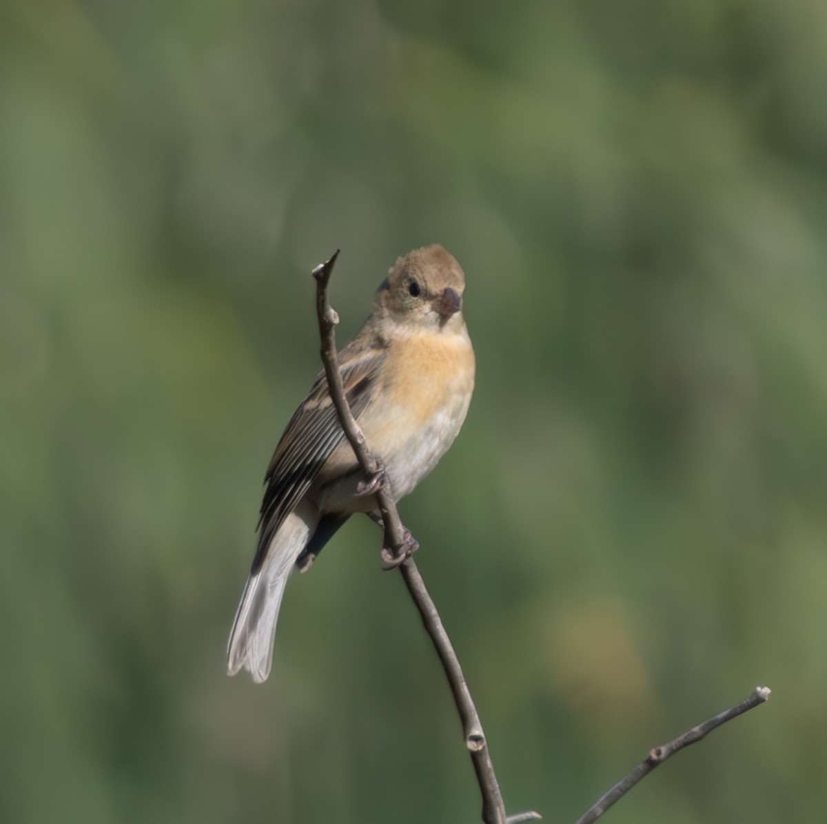 Lazuli Bunting - Mike Clark