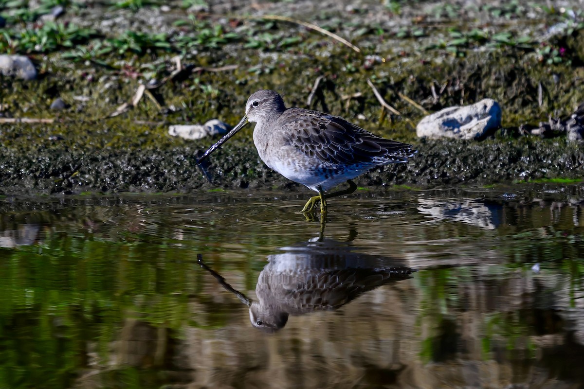 Long-billed Dowitcher - ML623416920