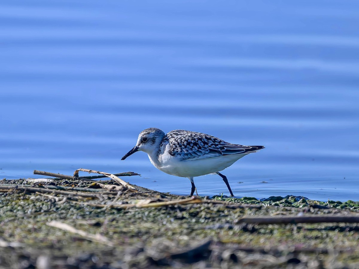 Sanderling - ML623416921