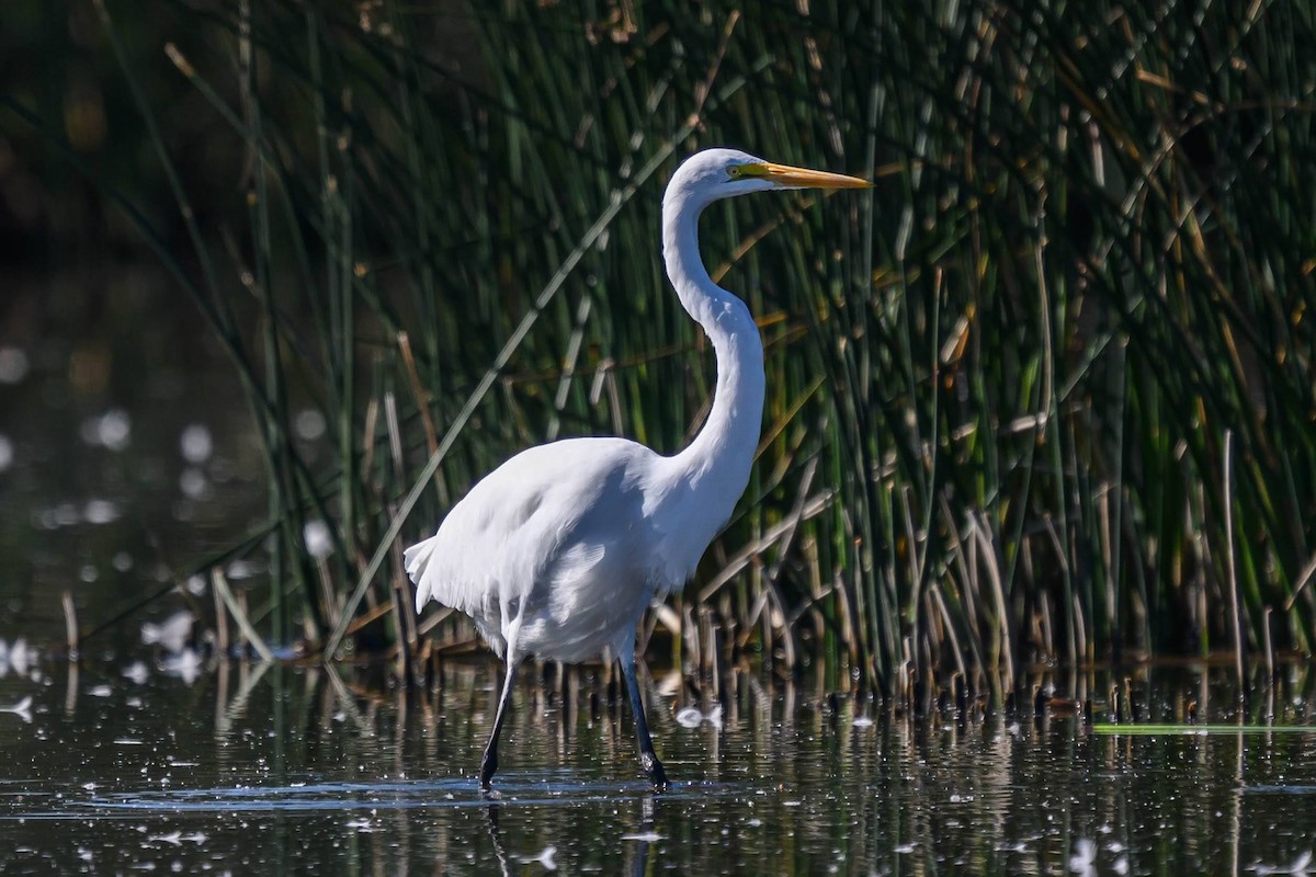 Great Egret - ML623416928