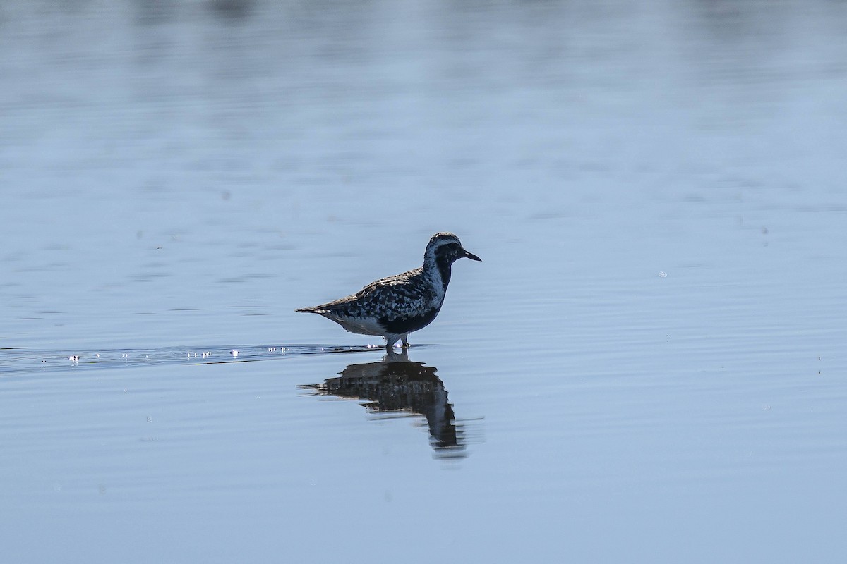 Black-bellied Plover - ML623416977