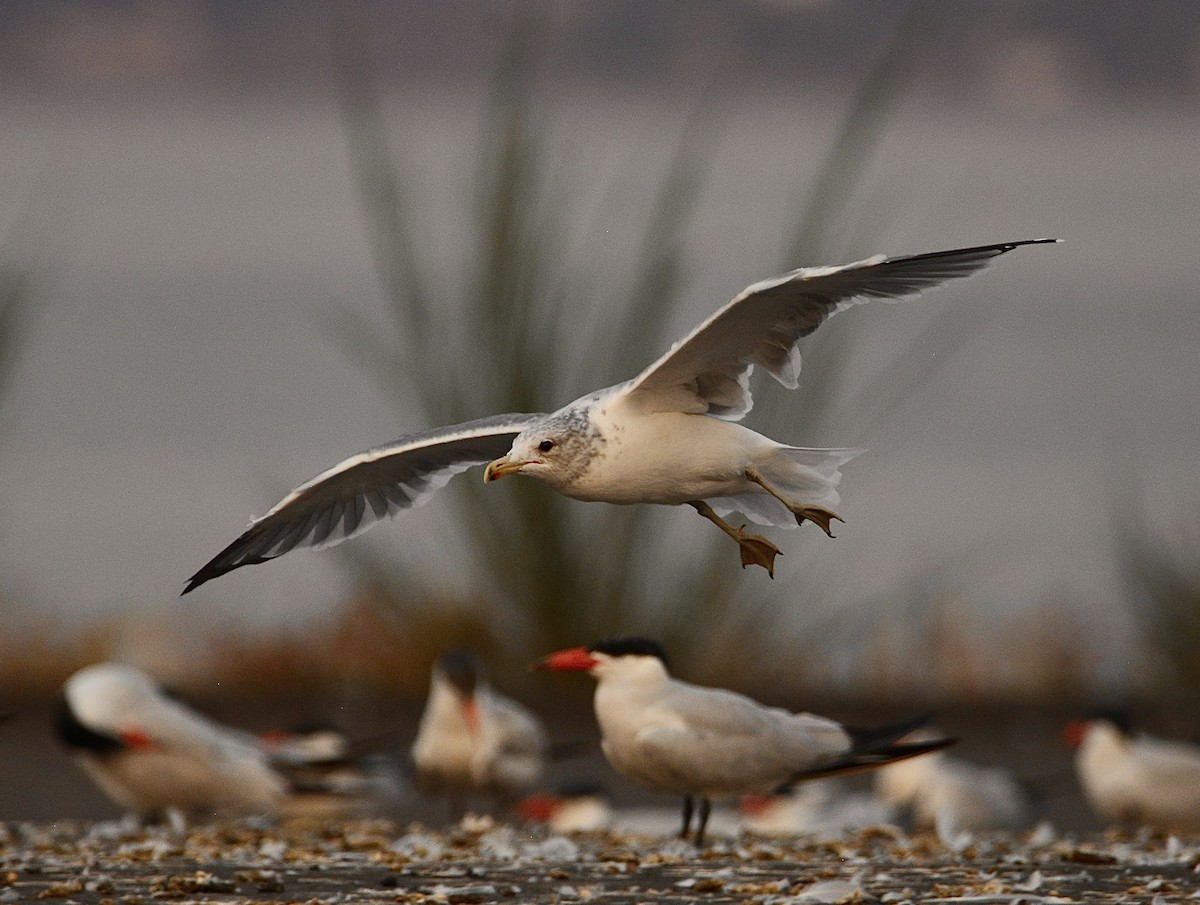 California Gull - ML623417021