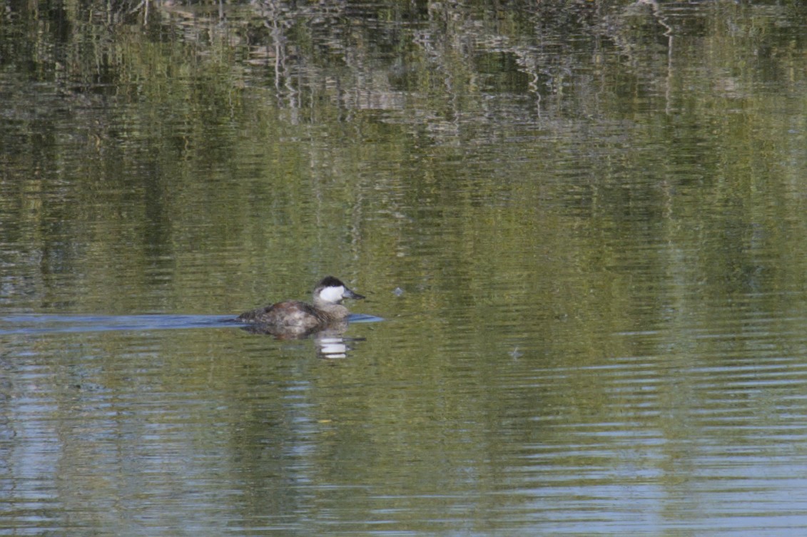 Ruddy Duck - ML623417037