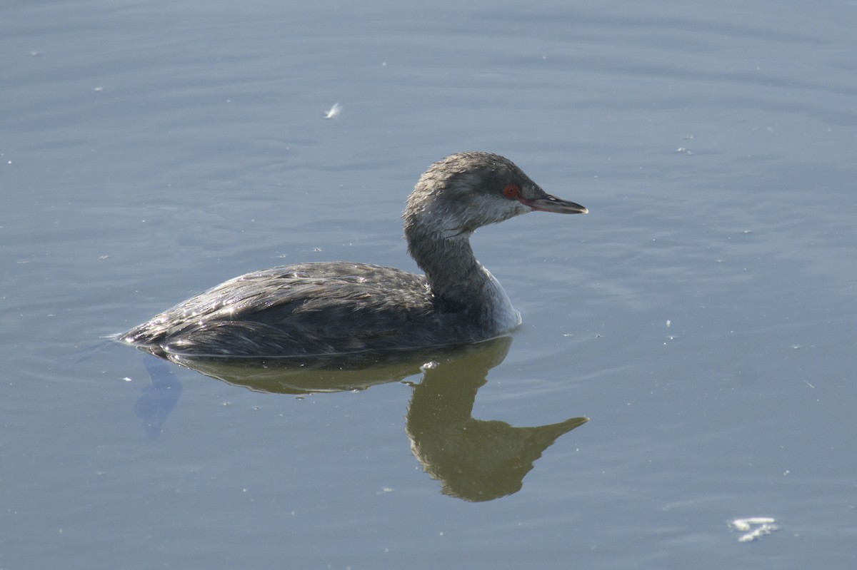 Eared Grebe - ML623417046