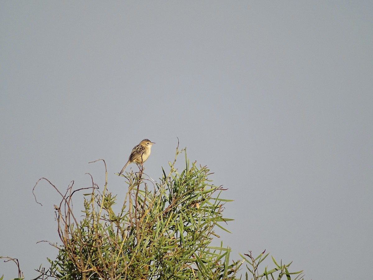 Golden-headed Cisticola - Malte Vermeer