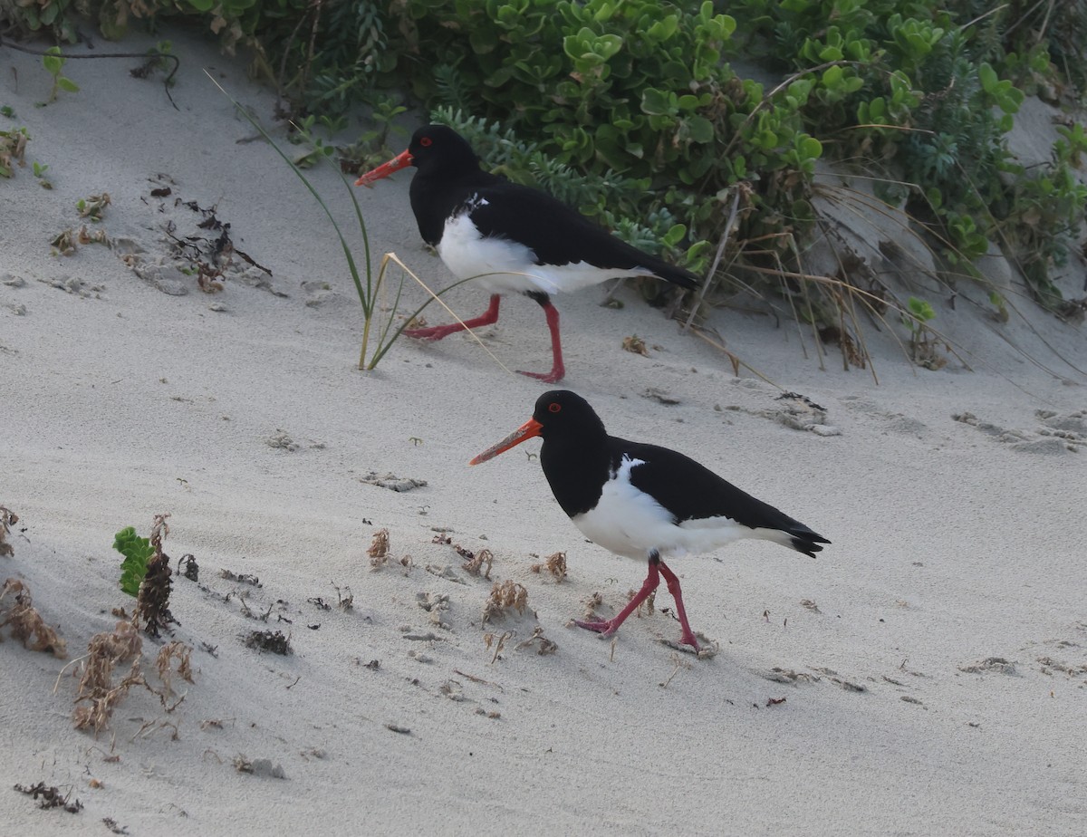 Pied Oystercatcher - ML623417073