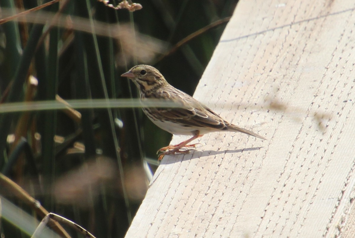 Savannah Sparrow - ML623417109