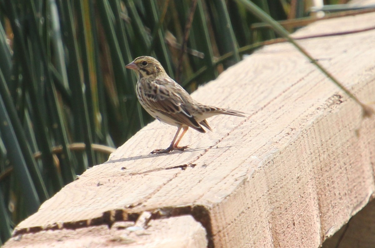 Savannah Sparrow - ML623417118