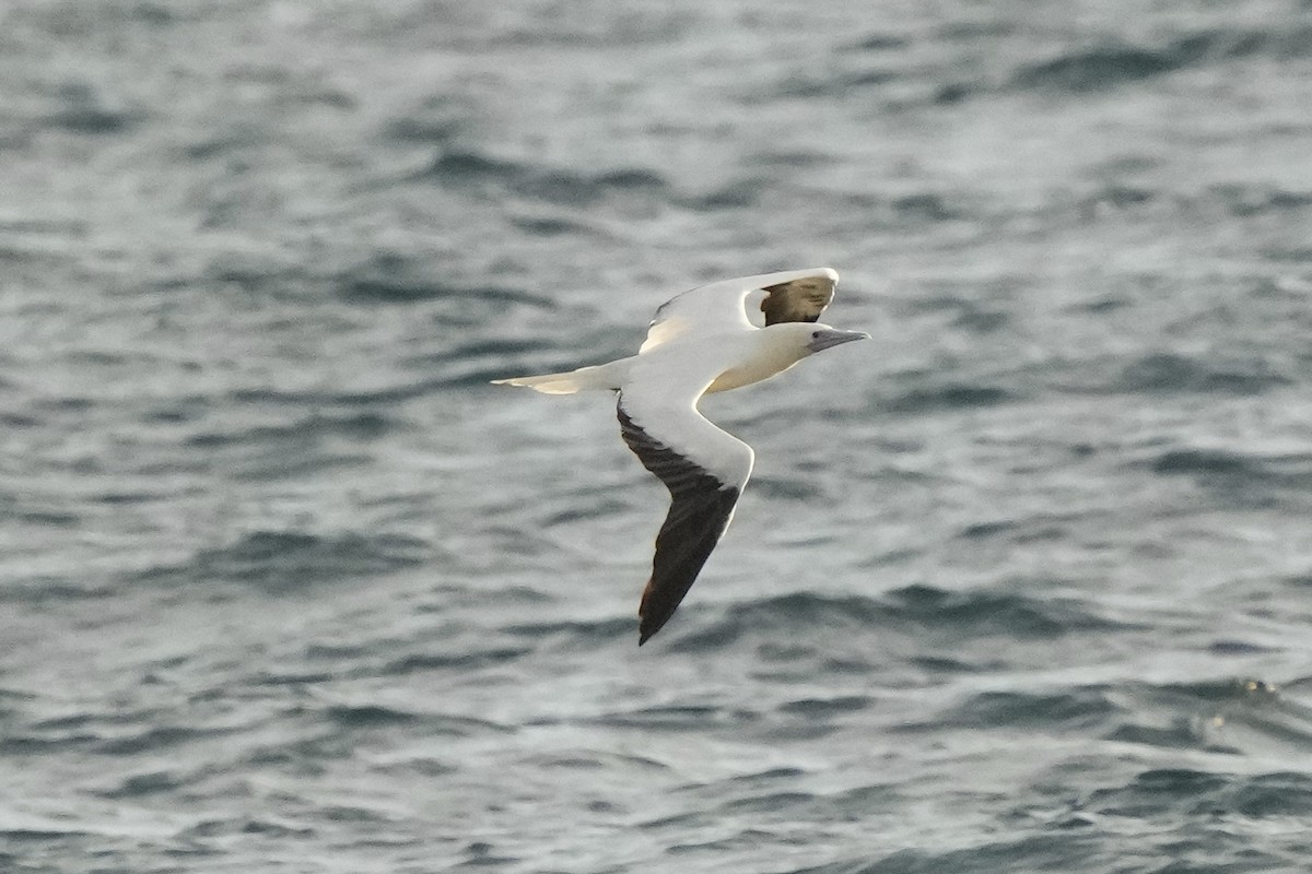 Red-footed Booby - ML623417158