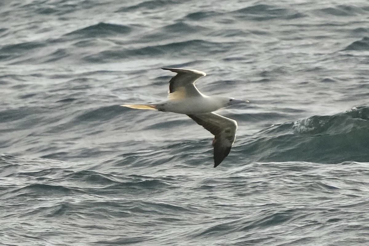 Red-footed Booby - ML623417160