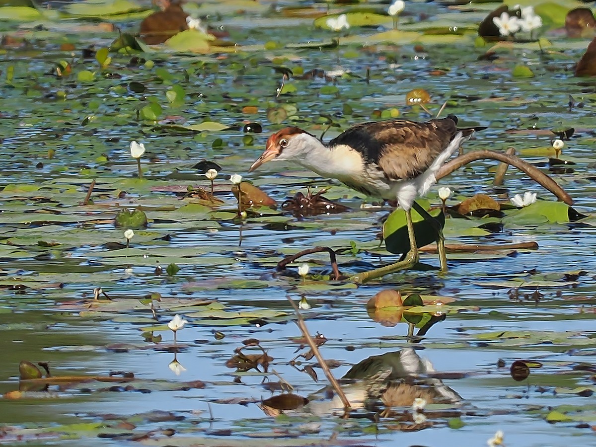 Comb-crested Jacana - ML623417165