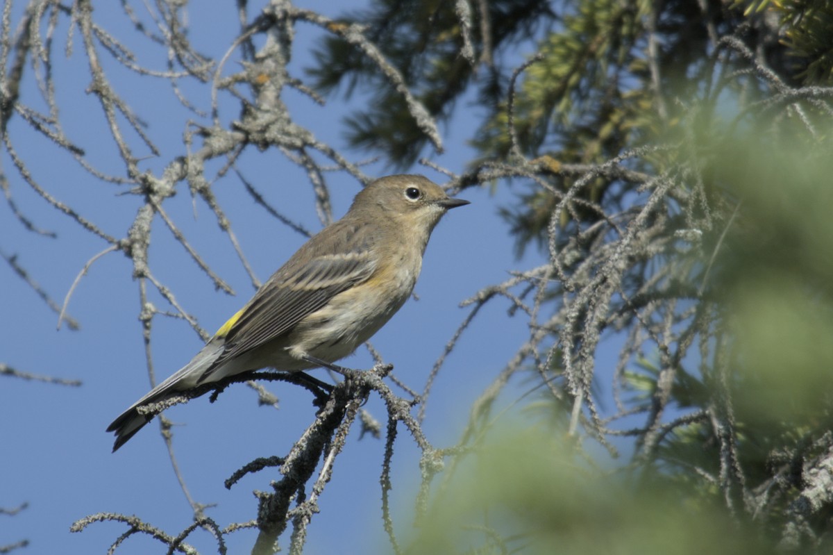 Yellow-rumped Warbler - ML623417191