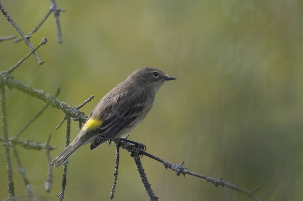 Yellow-rumped Warbler - ML623417192