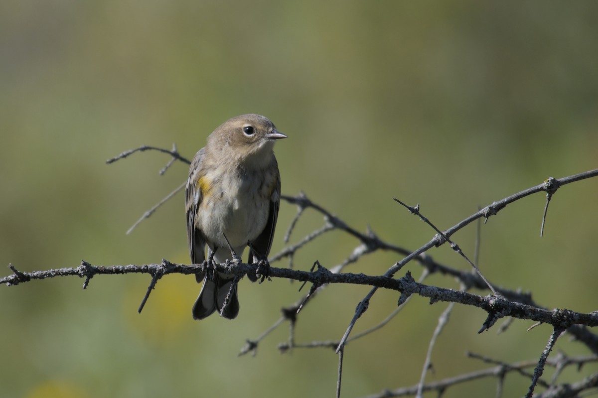 Yellow-rumped Warbler - ML623417193