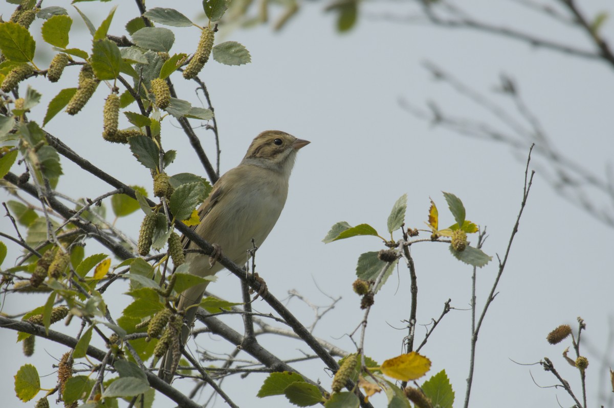 Clay-colored Sparrow - ML623417197