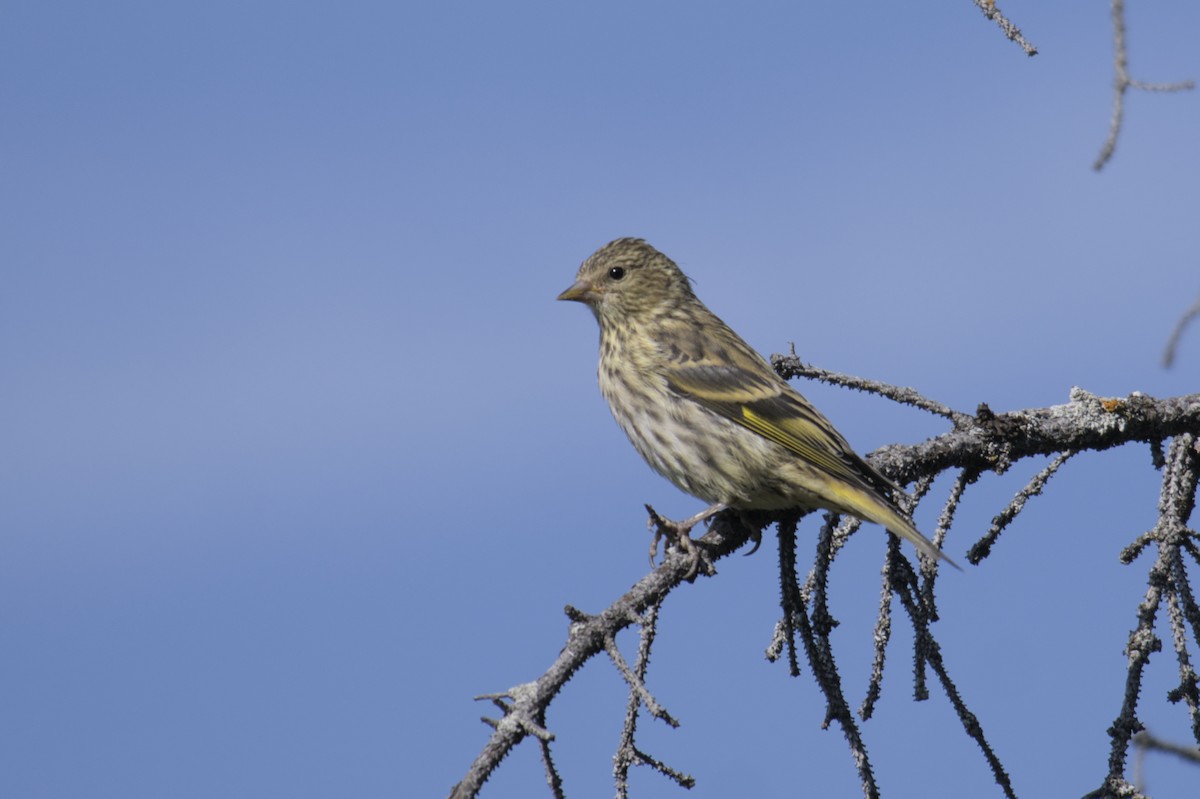 Pine Siskin - ML623417209