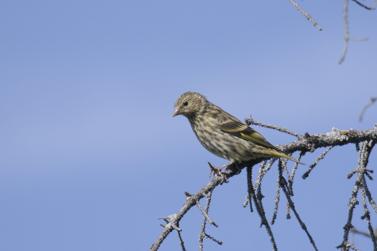 Pine Siskin - ML623417210