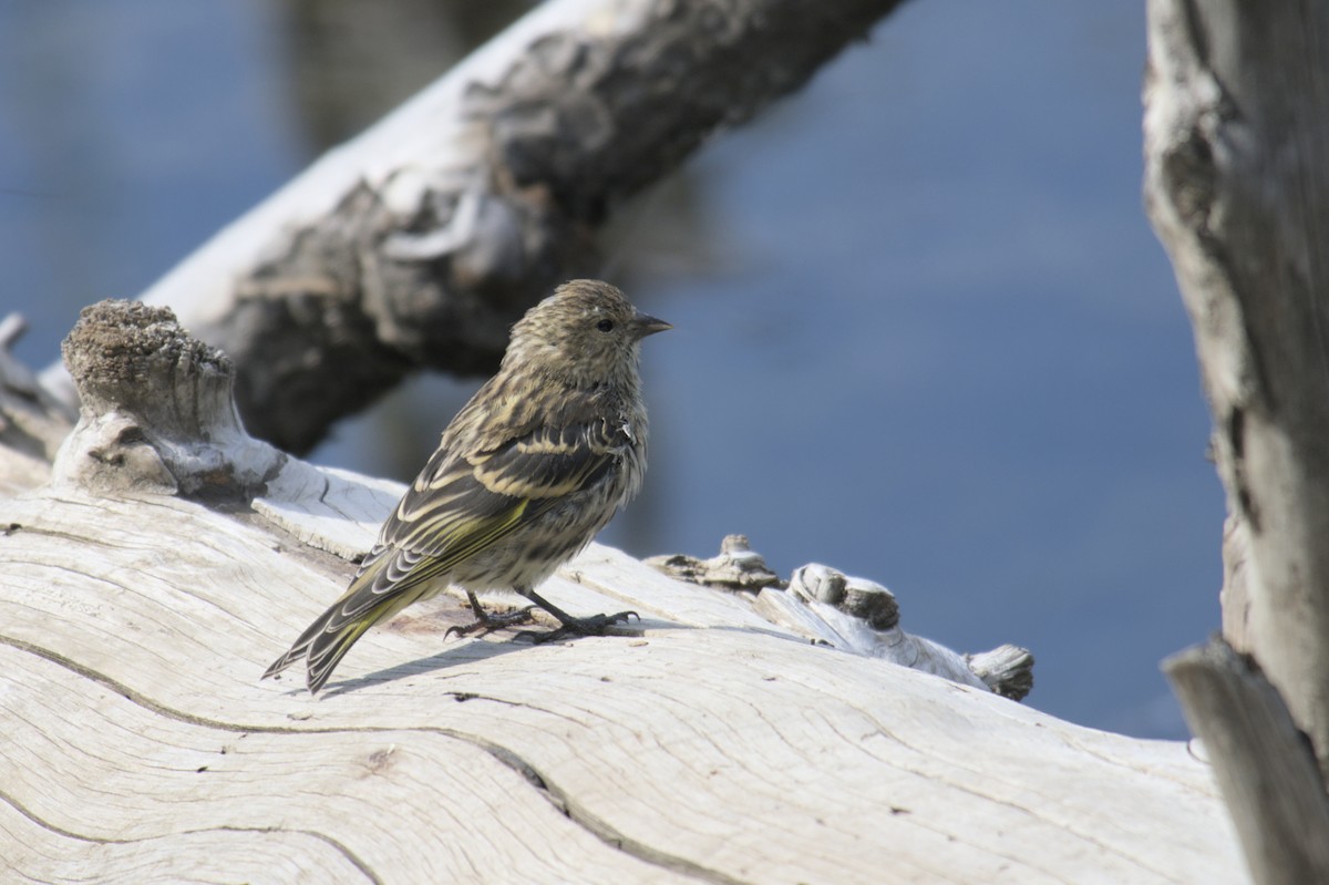 Pine Siskin - ML623417211