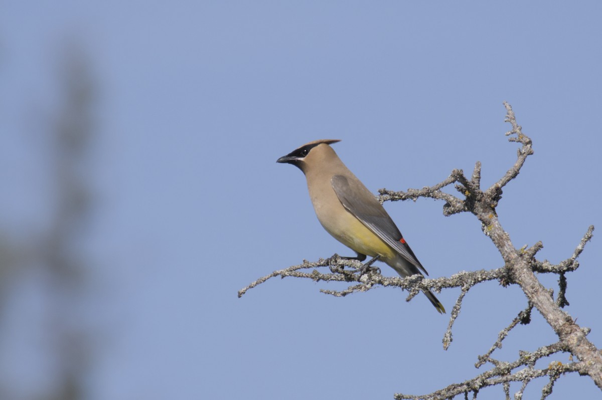 Cedar Waxwing - ML623417219