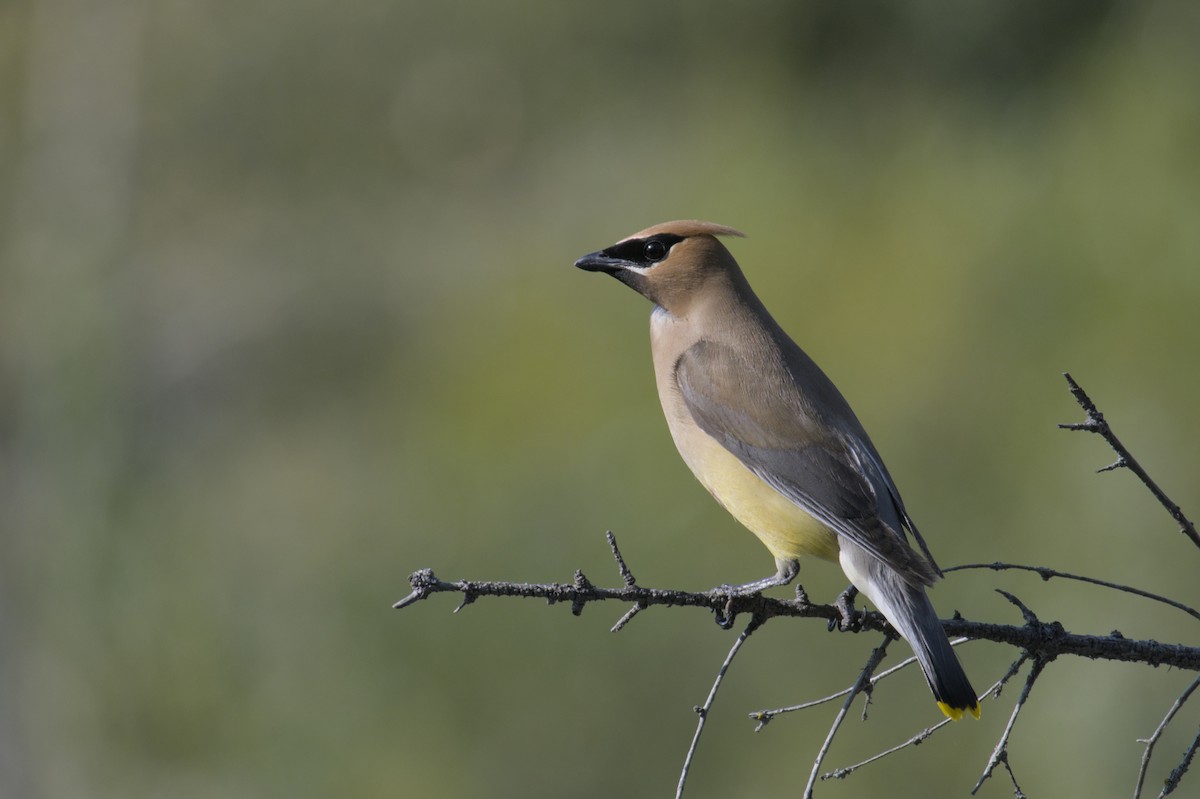 Cedar Waxwing - ML623417220