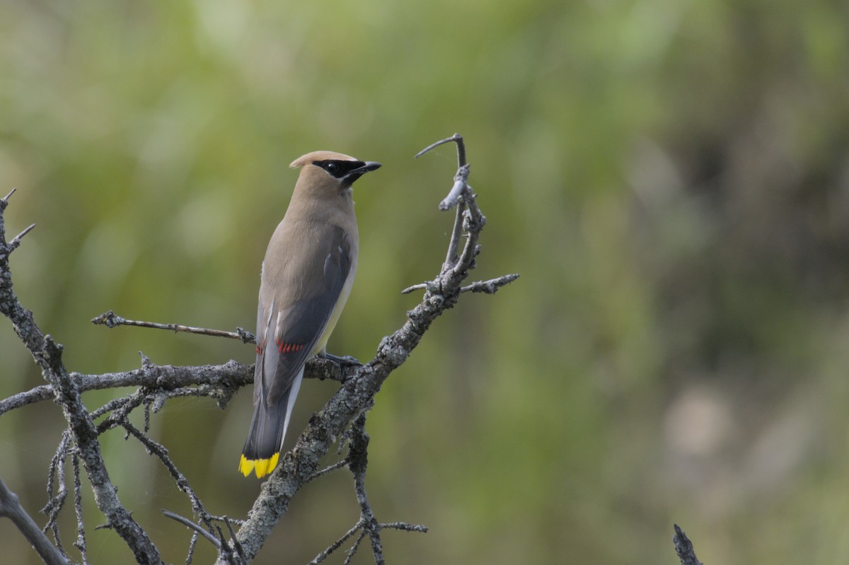 Cedar Waxwing - ML623417221