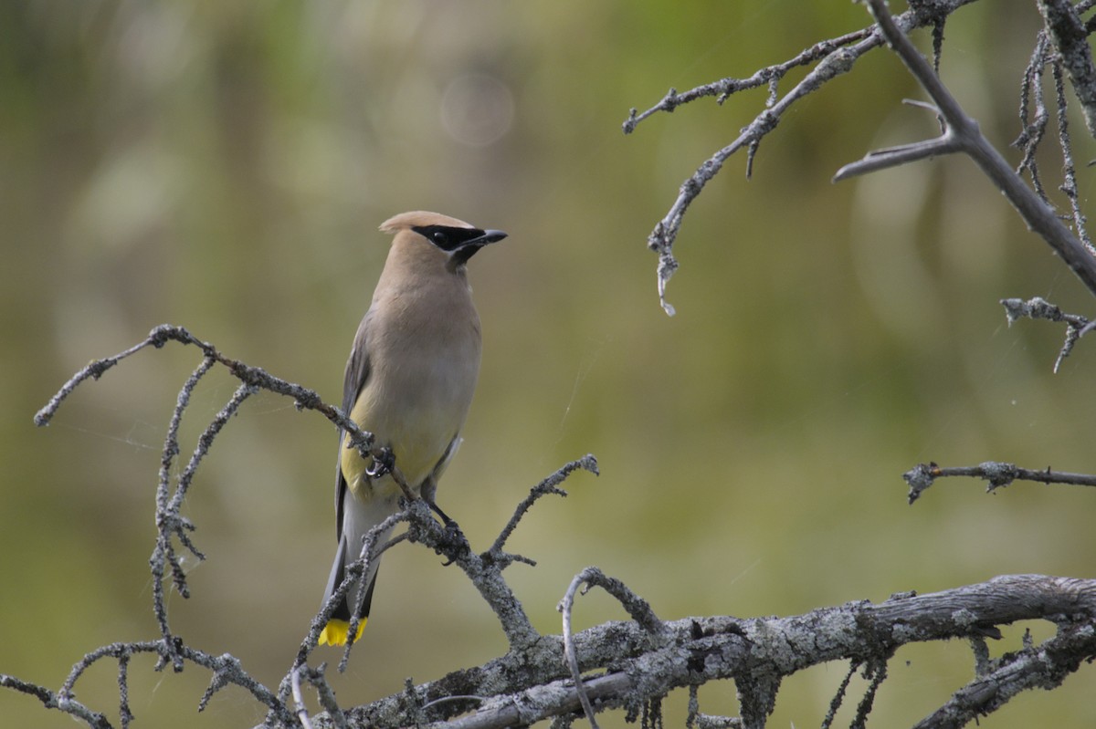 Cedar Waxwing - Michael Drevininkas